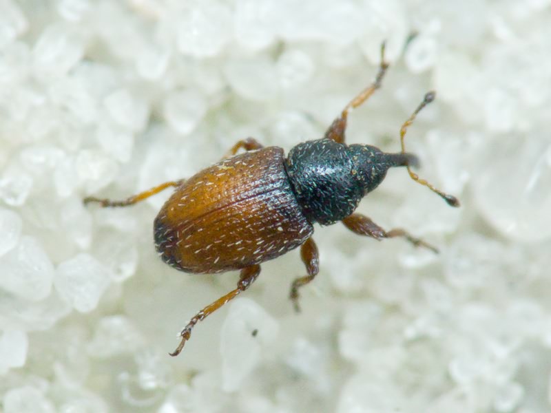 Mecinus plantaginis (Eppelsheimer, 1875)